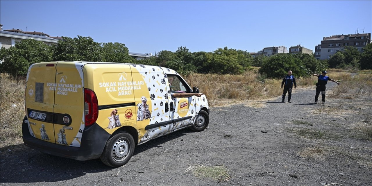 Kanun çıktı uygulanmadı illa insan ölmesi mi gerekiyor? Fatih Belediyesi sahipsiz köpekleri topluyor