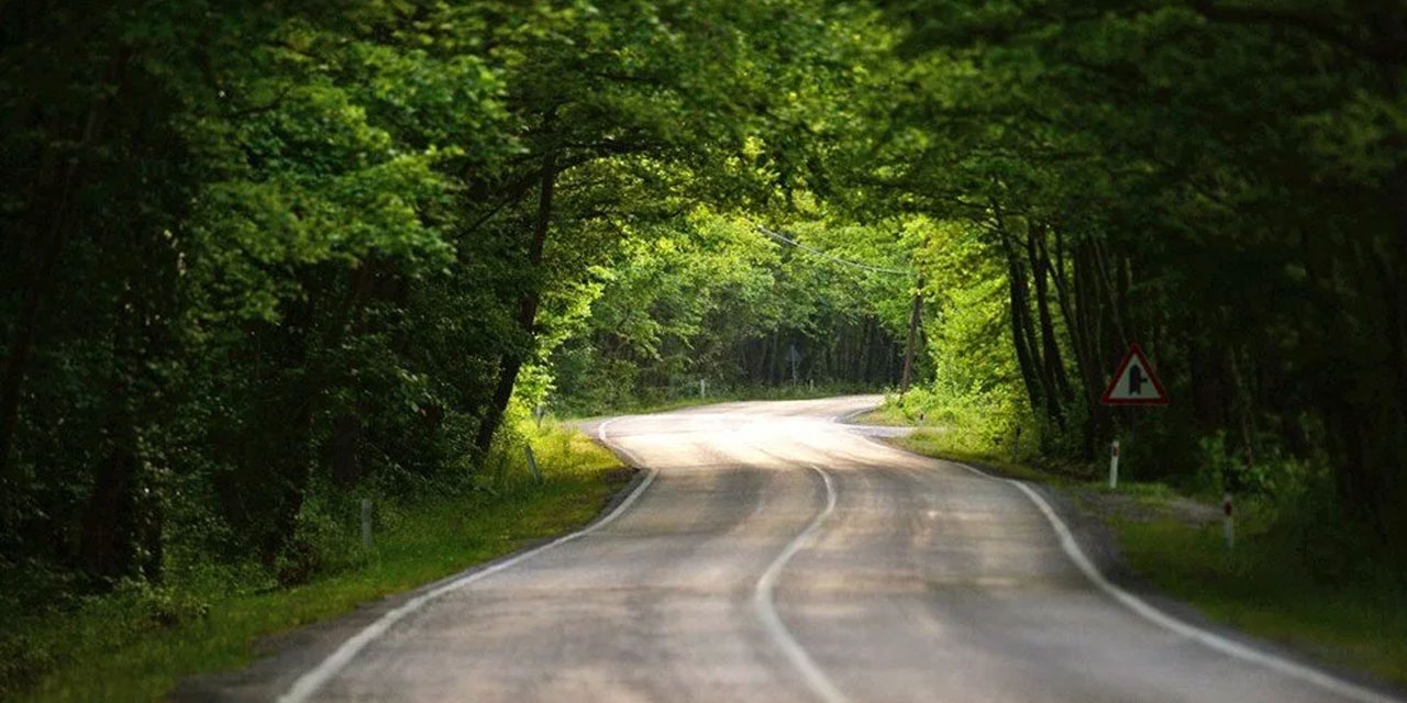 Betondan bıkan insanoğlu 'ağaç tünel yol'una hayran kalıyor