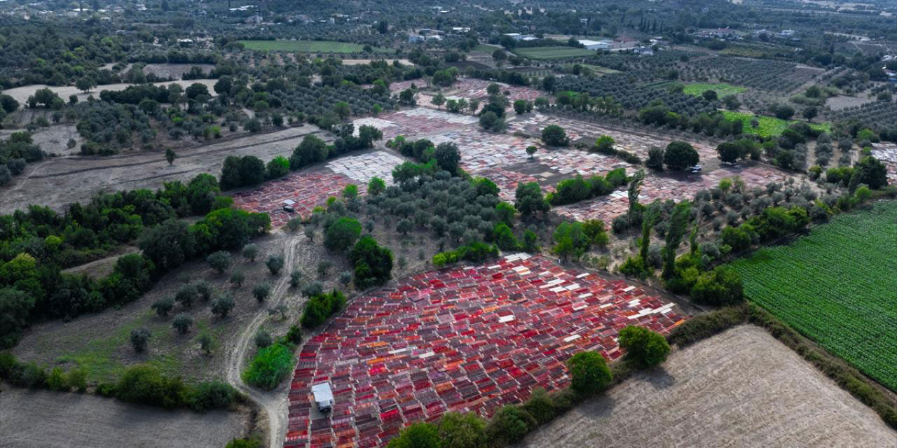 Bu tarlalara halı ekiliyor!