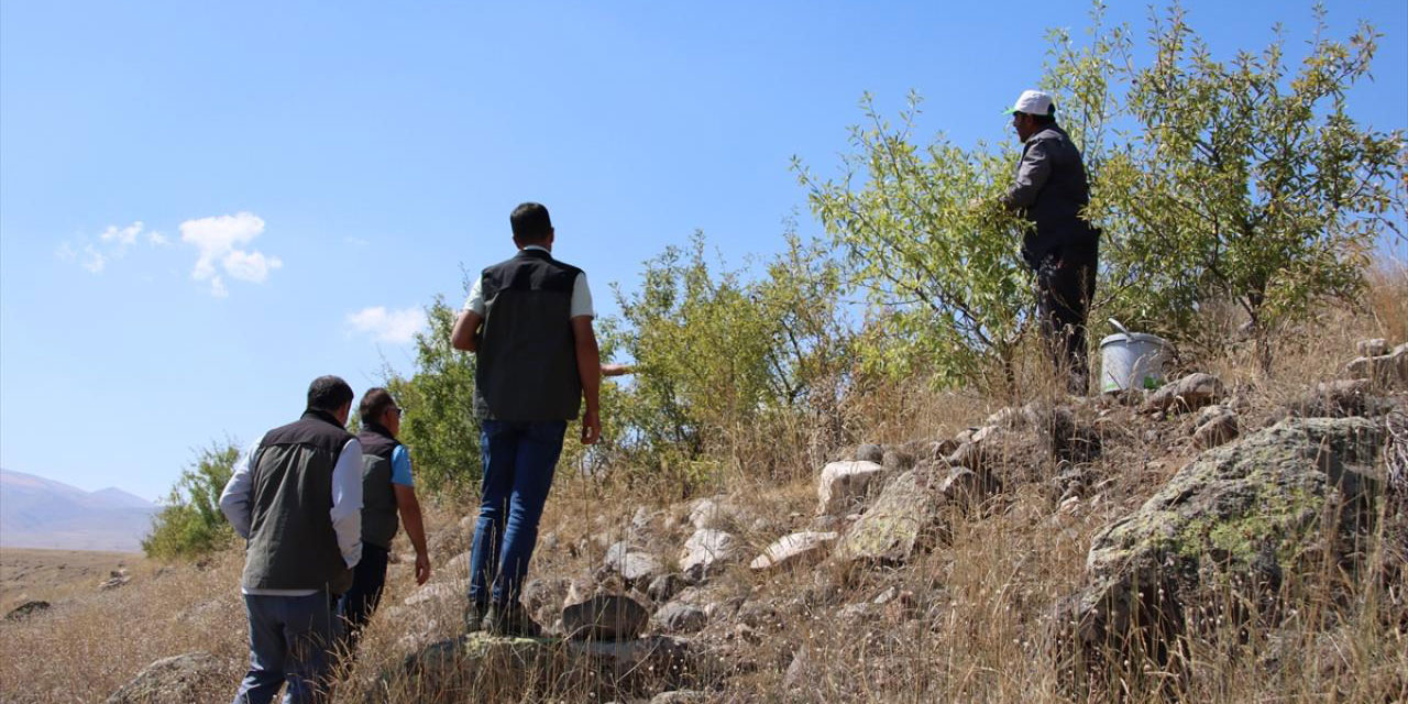 Ağaç ektiler hem erozyondan kurtuldular hem de para kazanıyorlar