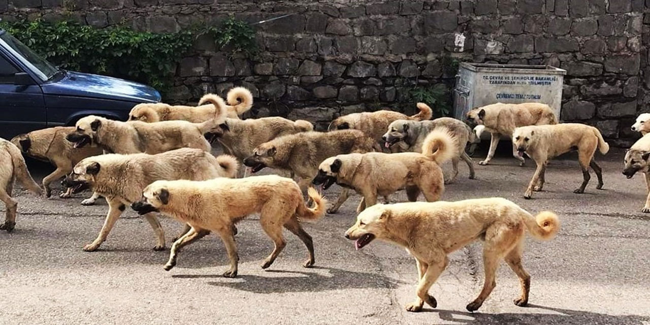 Köpeklerin dışkısı 'beyaz kanser'e sebep oluyor