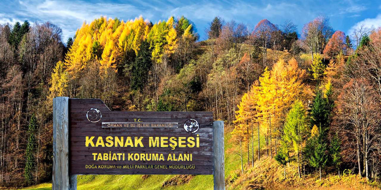 Dünya'nın özel izinle girilen tek ormanı Isparta'nın Eğirdir ilçesinde