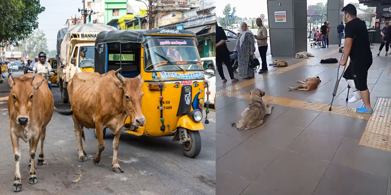 Dalga konusu oldu: Türkiye'de köpekler Hindistan'daki inek gibi kutsal!