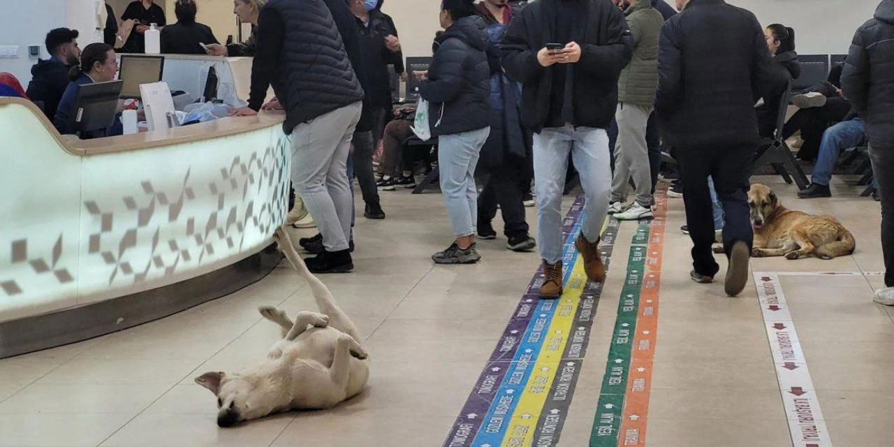 Nihayet, hastanelere köpeklerin girişi yasaklandı!