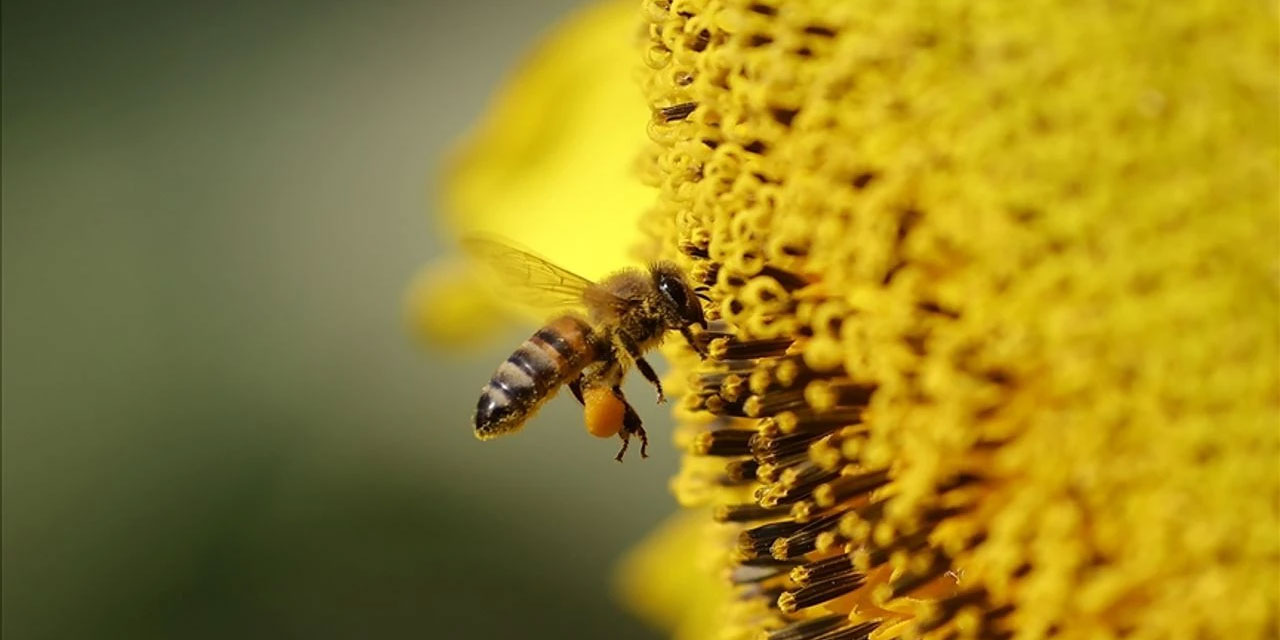 Yaratılış harikası arılar, yarım kilogram bal için 2 milyon çiçek geziyor