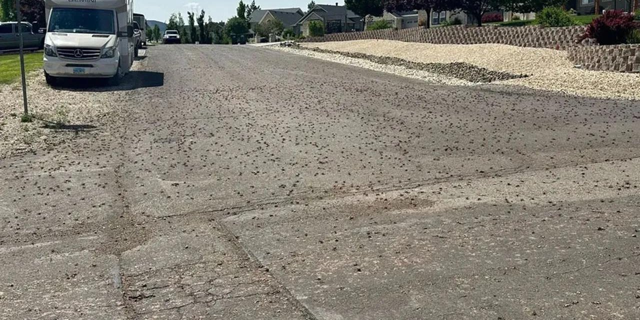 Böcekler kenti istila etti: Kıyametin habercisi!