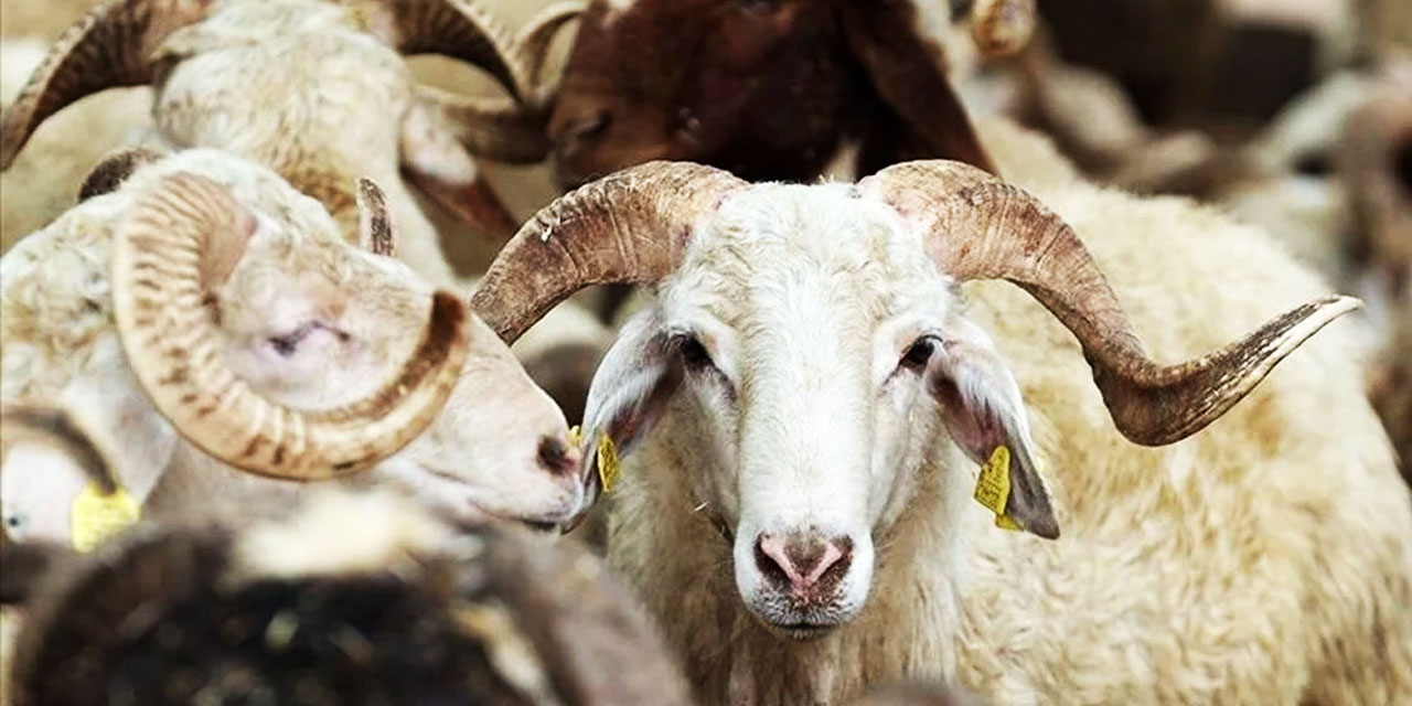 Diyanet, vekaleten kurban kesenleri uyardı: Geçersiz olur