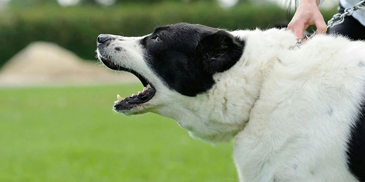 Köpeğin salyası elbiseye bulaşırsa namaz kılınmaz!