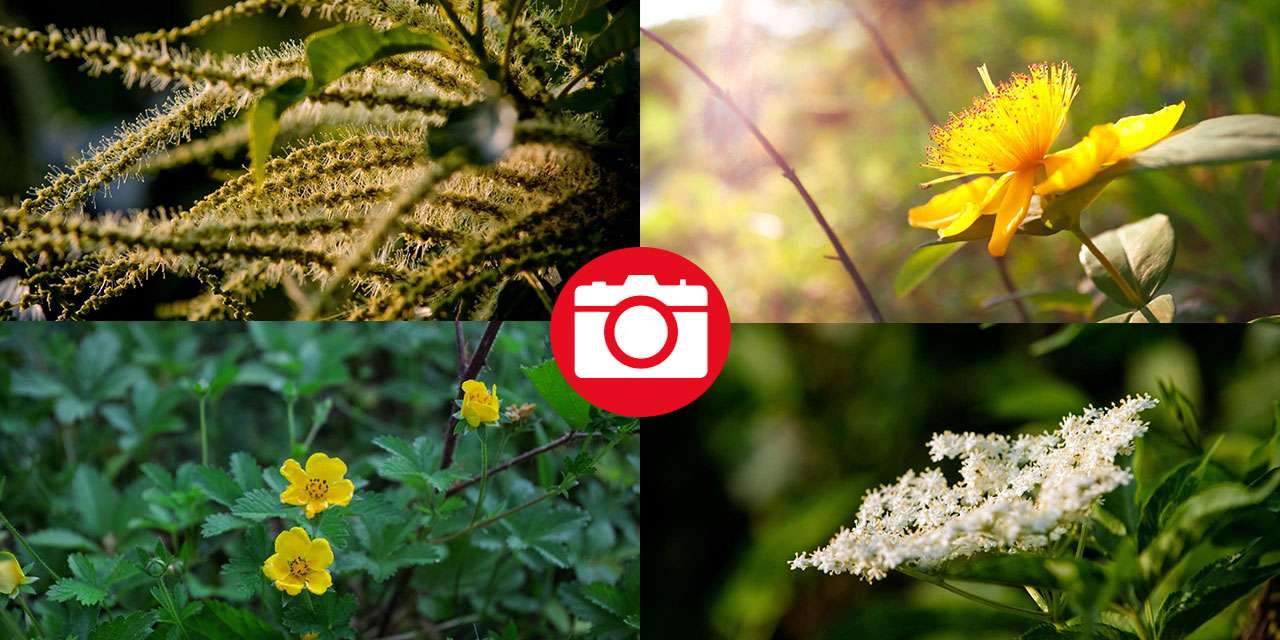 Çam Dağı'nda açan çiçekler tefekküre bir davetiye