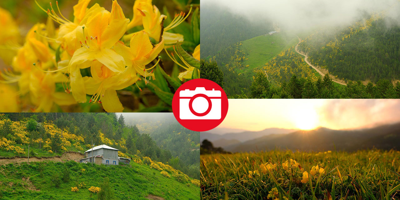 Sarı zifin çiçekleri ile Zigana renklendi
