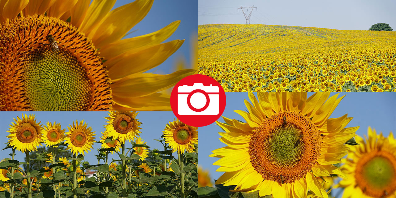 Ayçiçeği tarlalarında sarı-yeşil renk güzelliği