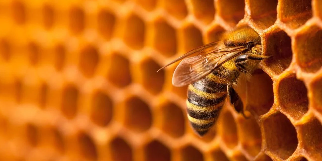 Arılara ilham edilen mühendislik: Altıgenin Sırrı