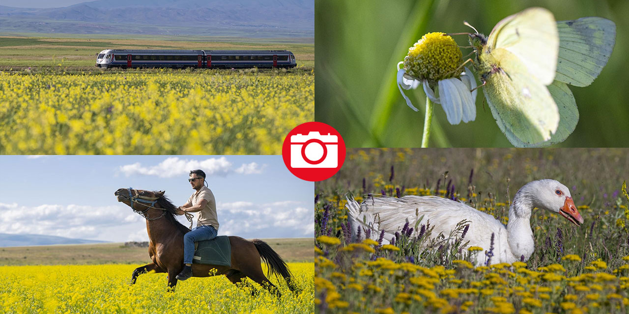 Kars'ın yaylaları sarıya büründü
