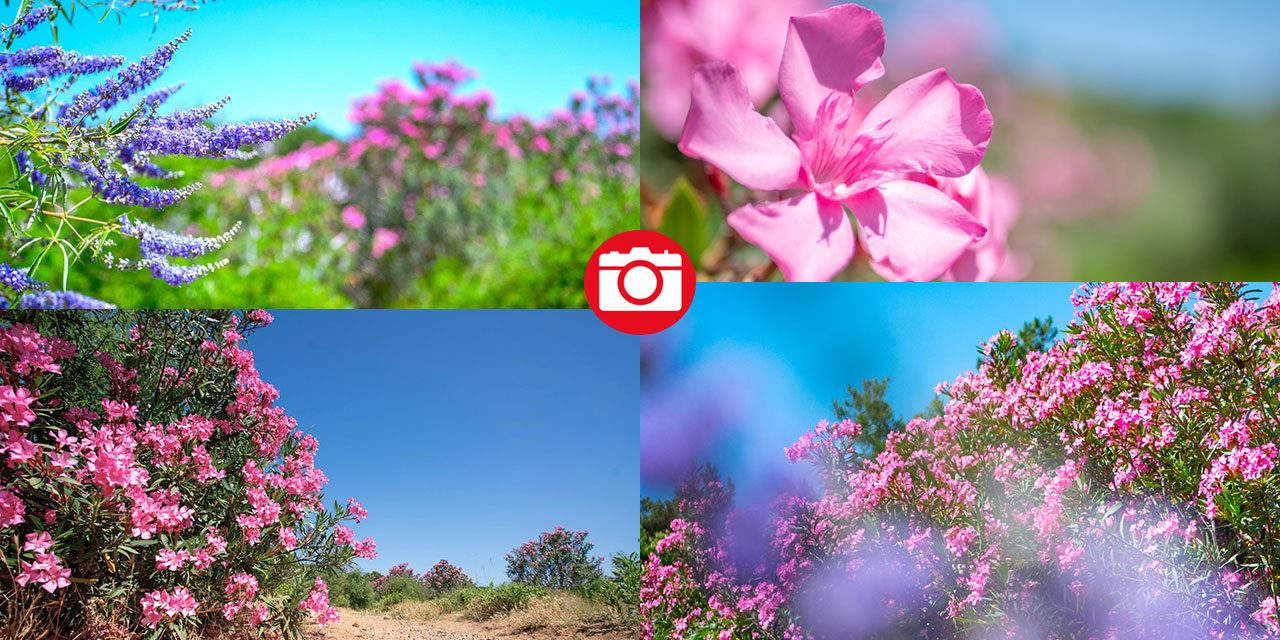 Zakkumların güzelliği