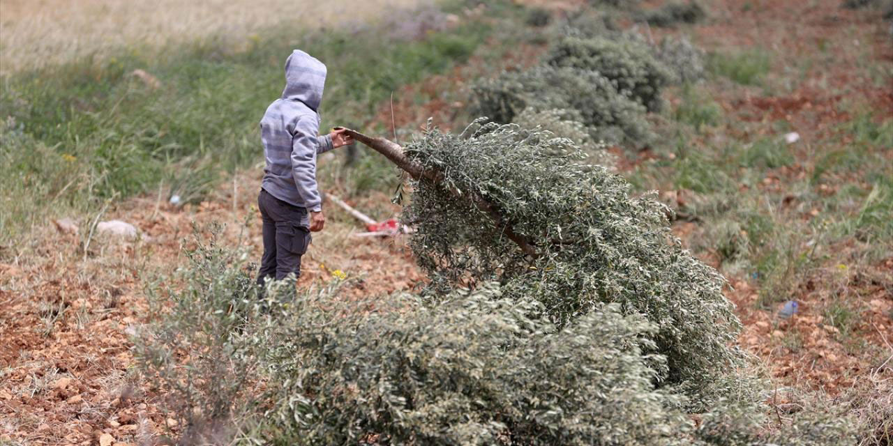 Elleriniz kurusun! Filistin'i gasbeden israilliler yüzlerce zeytinağacını söktü