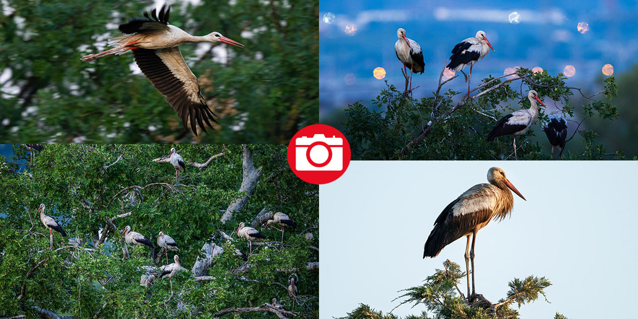 Hacı leylekler Bursa'da konaklıyor