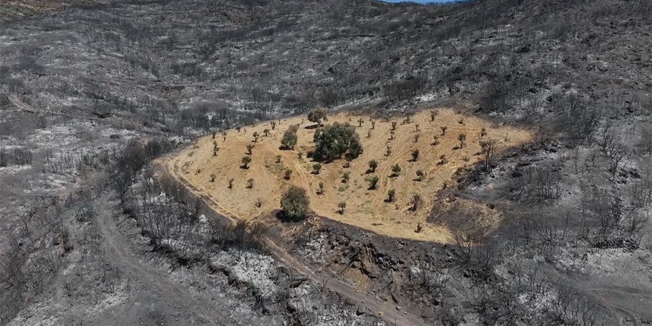 Ödemiş'teki yangında sadece o alan yanmadı