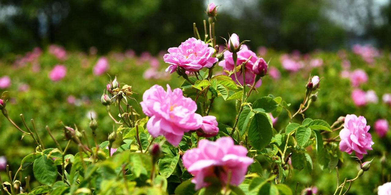 Kainat eczanesinden gül, sadece bir çiçek değil yiyecek!
