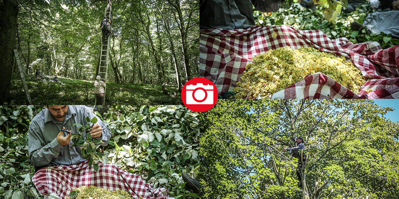 Bursa'nın ıhlamur ormanları