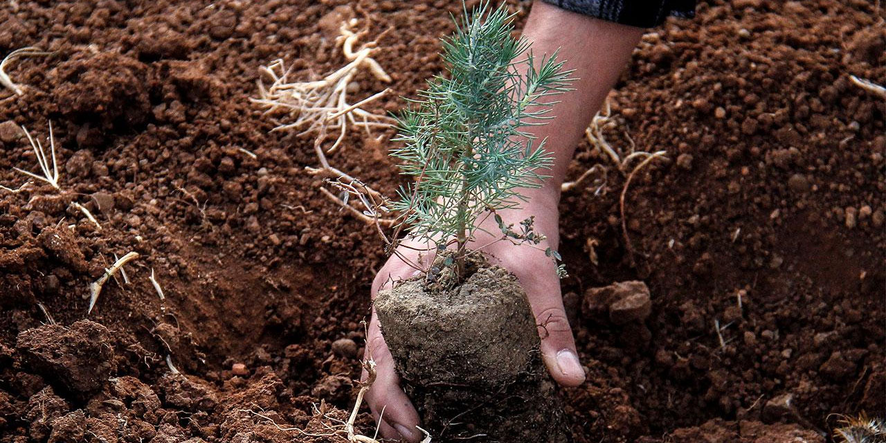 Milli Ağaçlandırma Günü için hedef 15 milyon fidanın sahiplenilmesi