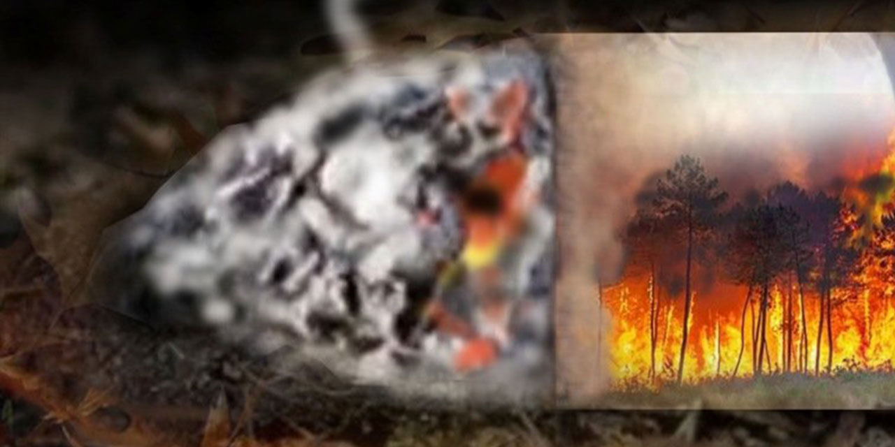 Orman yangınları ve sigara