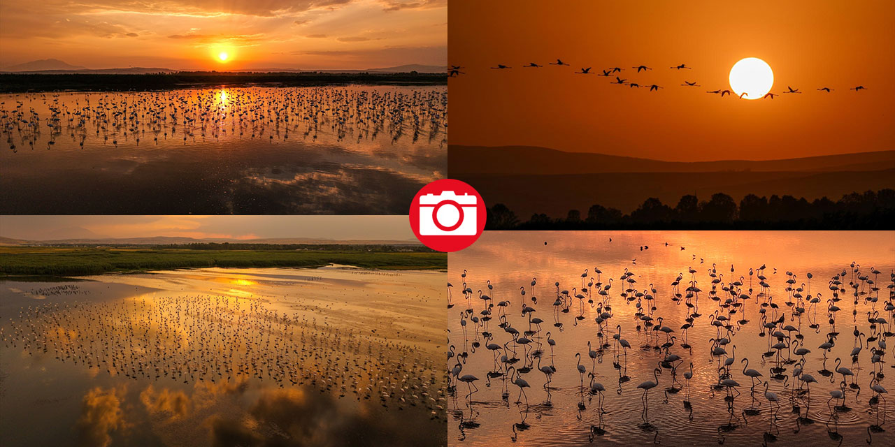 Van Gölü'nün misafirleri gün batımında buluştu