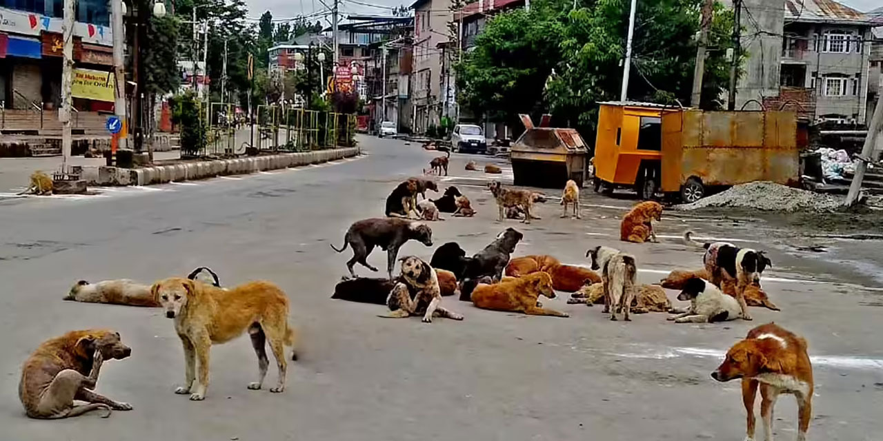 Hindistan bile köpeklerden bıktı toplatıyor, Türkiye vazgeçemiyor!