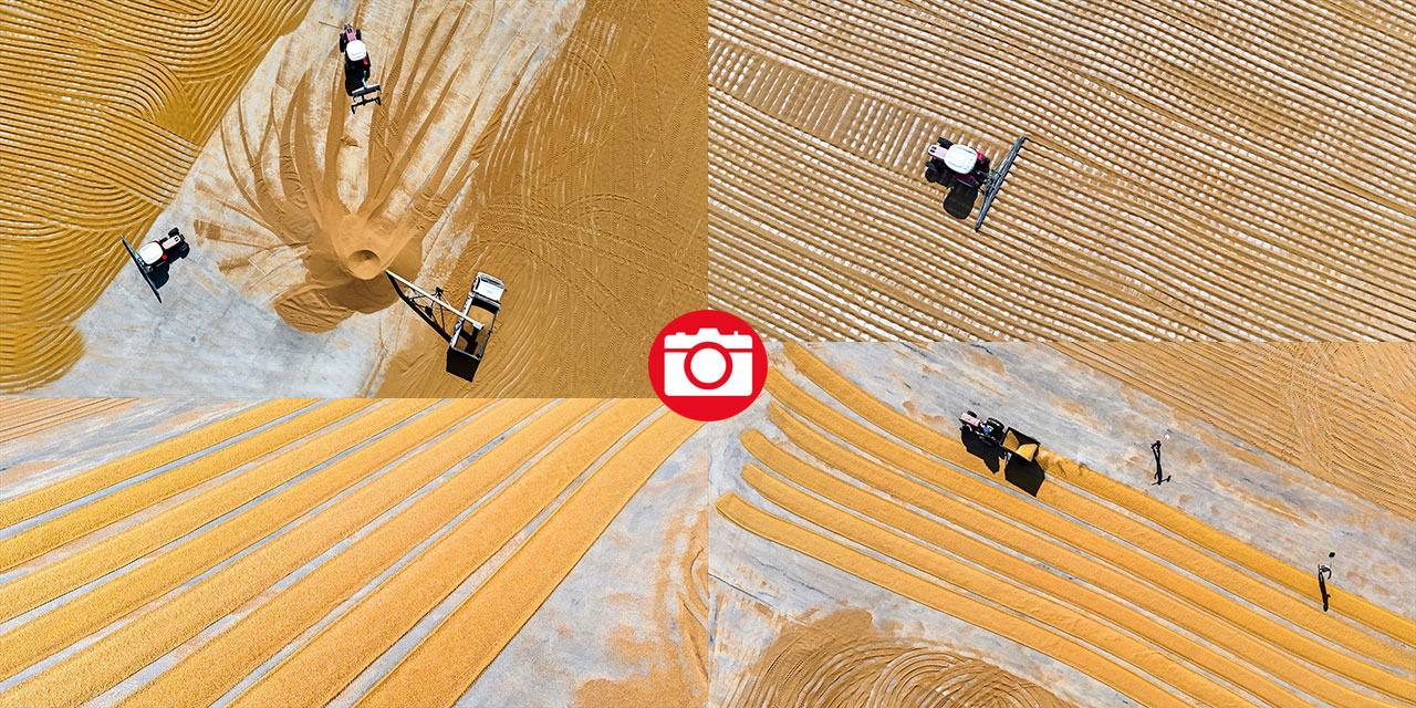 Nizip'te buğday, geleneksel yöntemlerle kurutuluyor