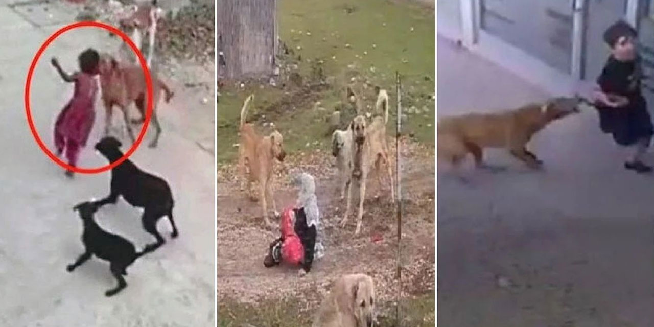 Okul açılmadan köpek terörü bitmeli: Belediyeler yasayı uygulamıyor!