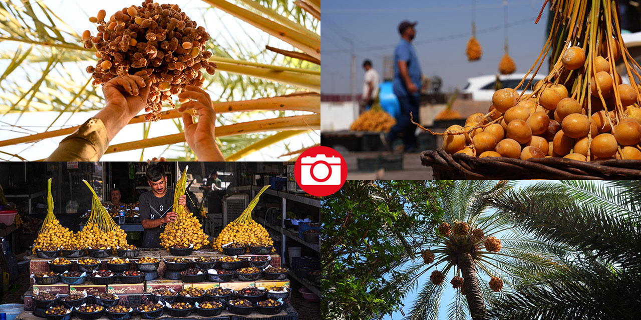 Irak'ta hurma hasadı başladı