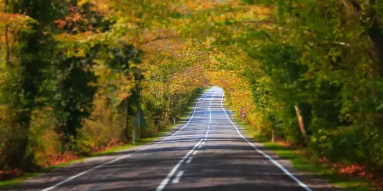 Safranbolu'nun 'ağaç tüneli' ile yeşilin içinde yolculuk
