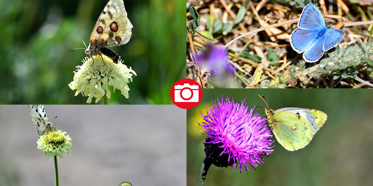 Sarıkamış’ta sonbahar kelebeklerle renklendi