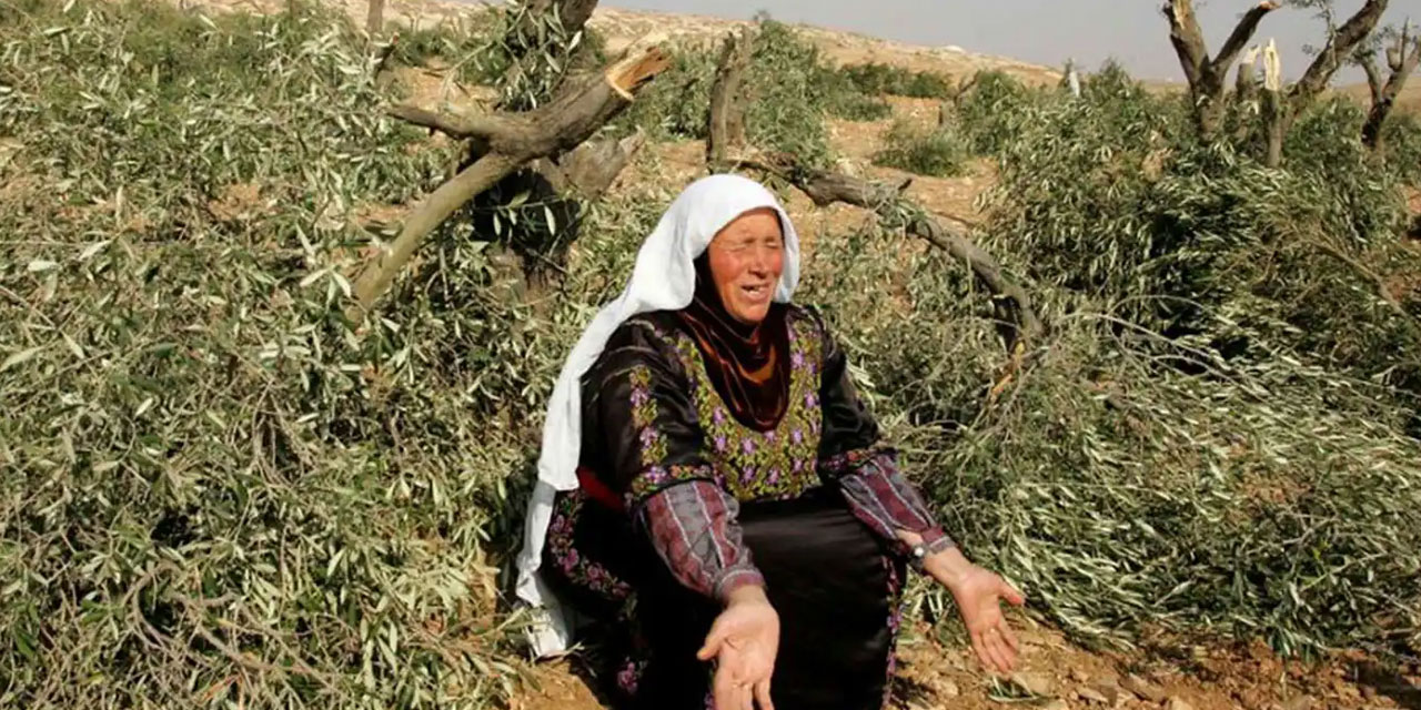israil her şeye düşman: Cenin'de zeytin ağaçları söküldü, 100 dönümlük araziyi tahrip edildi