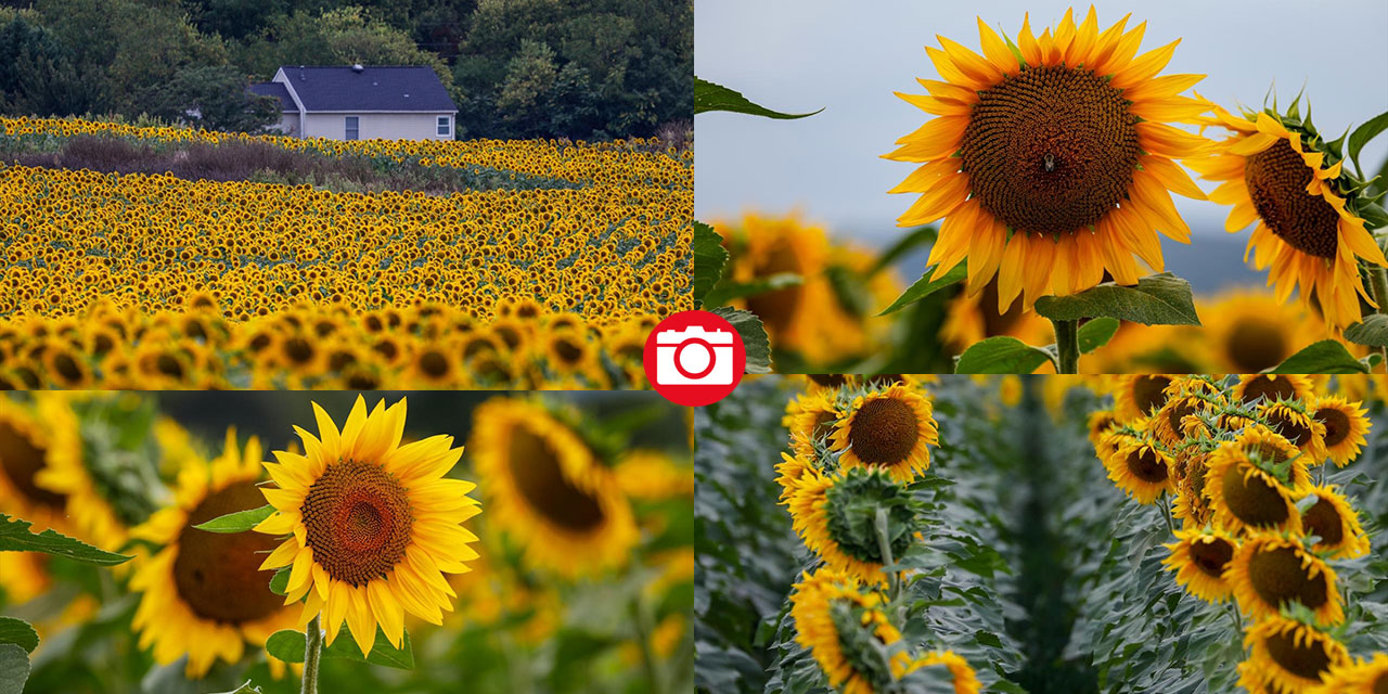 Türkiye'deki ayçiçeklerini kim yarattıysa Maryland’dekileri de O yarattı