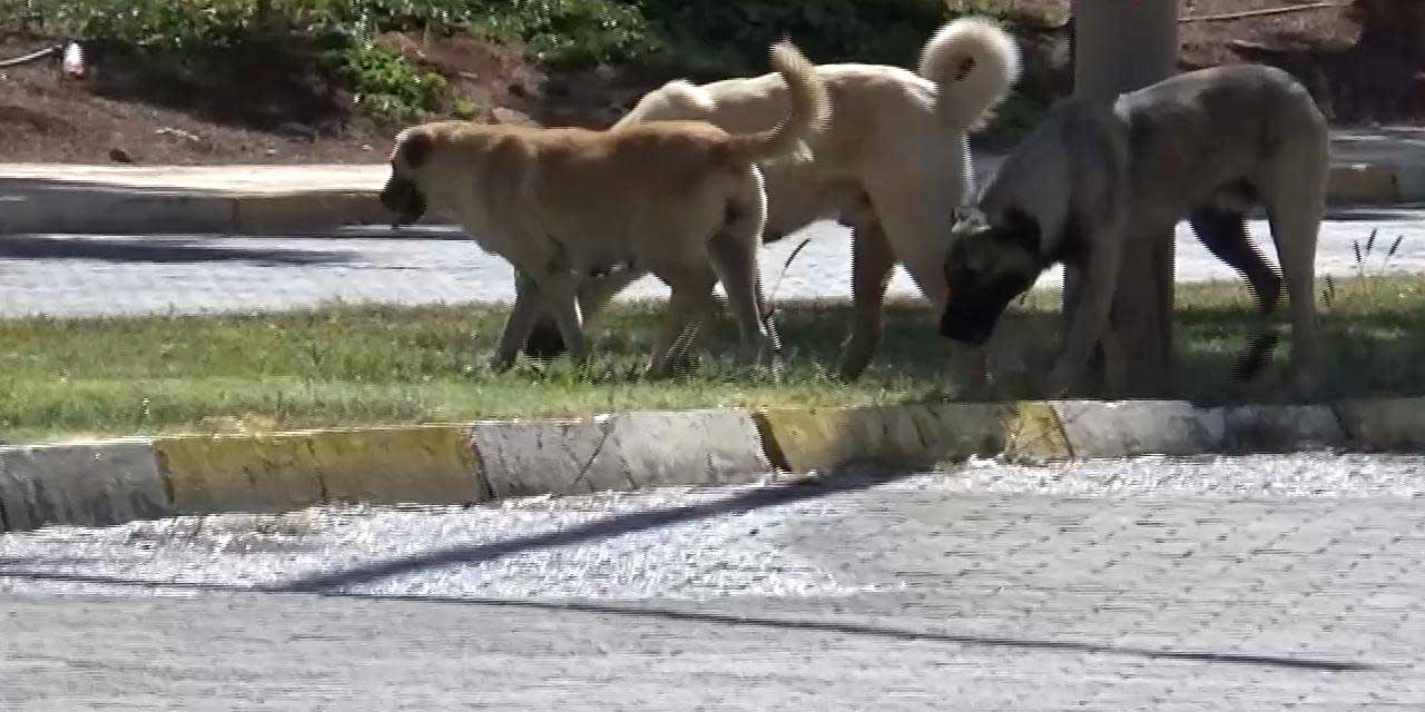 Başıboş köpekler Harran Üniversitesi'ni ve hastanesini mesken tuttu