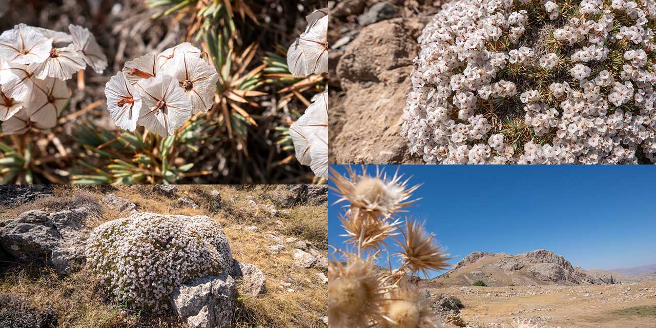 Kıraç toprakların güzellikleri: Geven otları