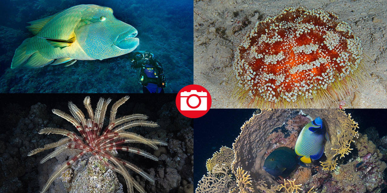 Denizin altındaki İlahi sanatlar: Ras Muhammed Milli Parkı