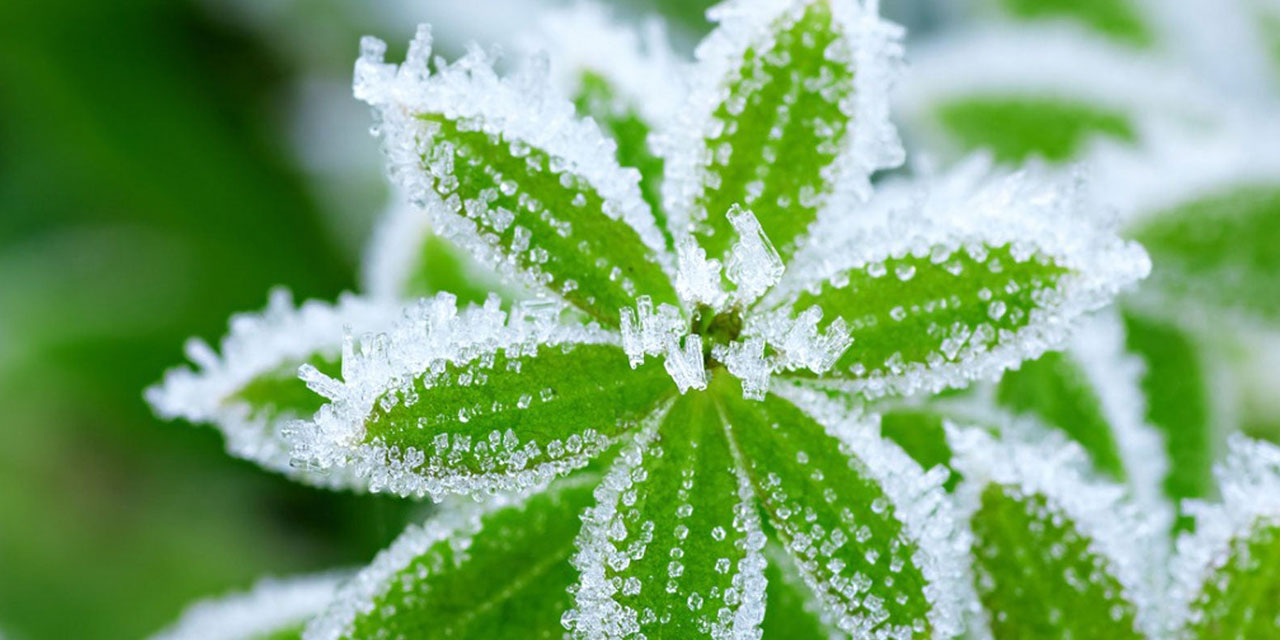 Bitkiler de kışa hazırlık yapıyor