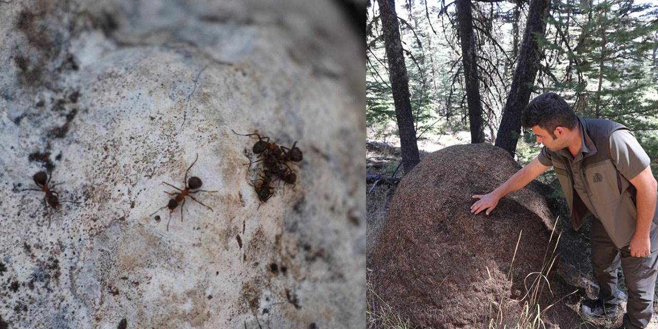 Kainat bir yardımlaşmadır: Kırmızı orman karıncaları sedir ağaçlarının koruması
