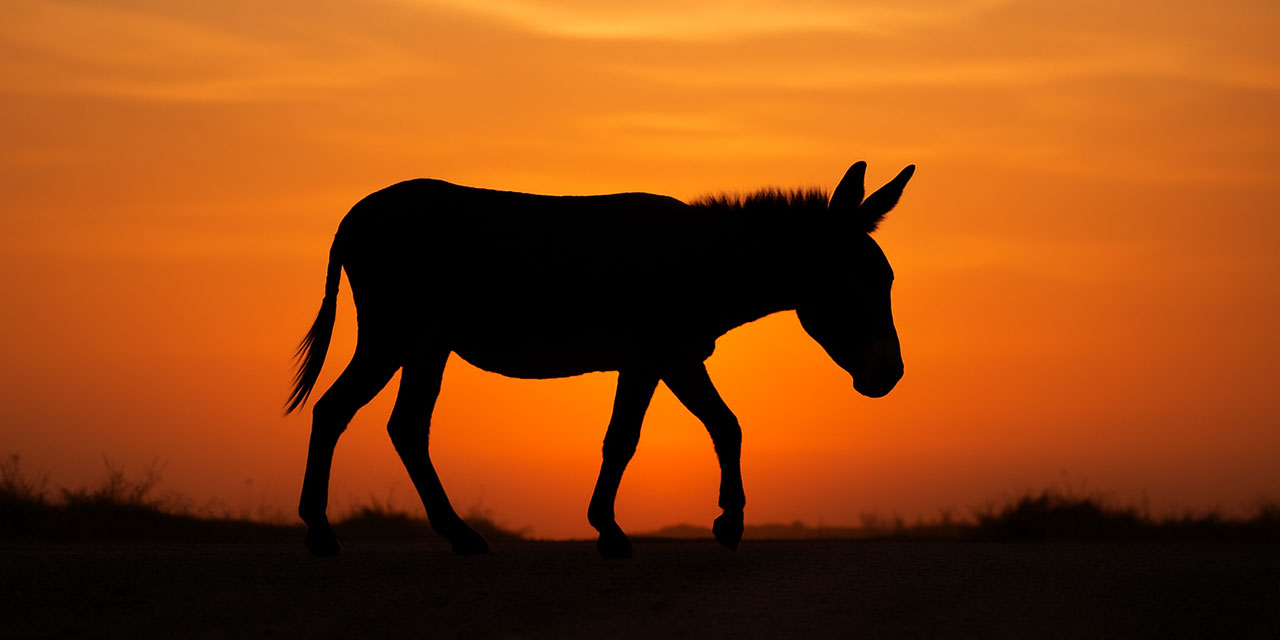 'Deccal'in eşeği'ni Bediüzzaman'a sorarlar