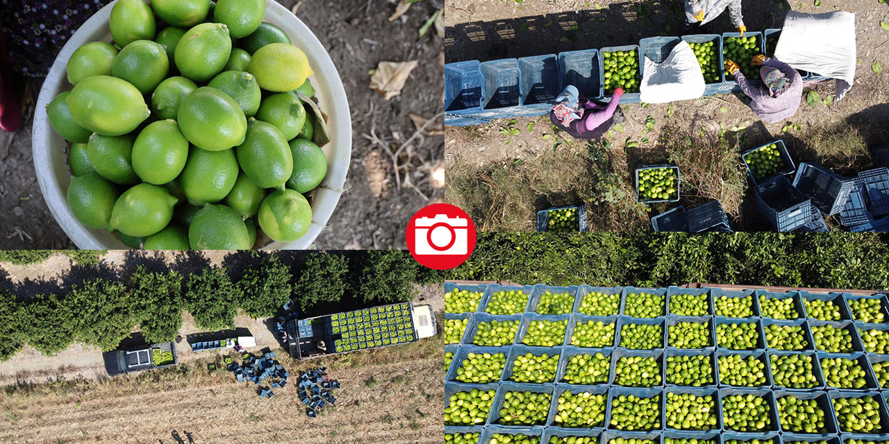 Çukurova'da limon hasadı
