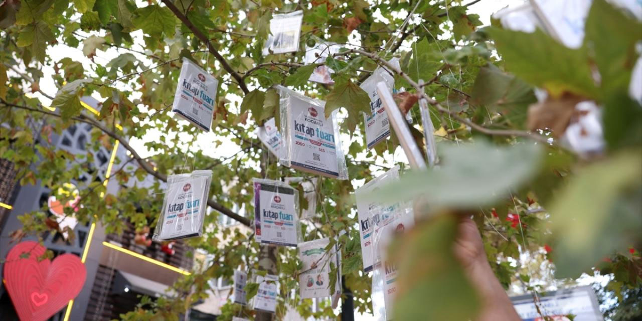 Asırlık çınar ağaçları kitap meyvesi verdi