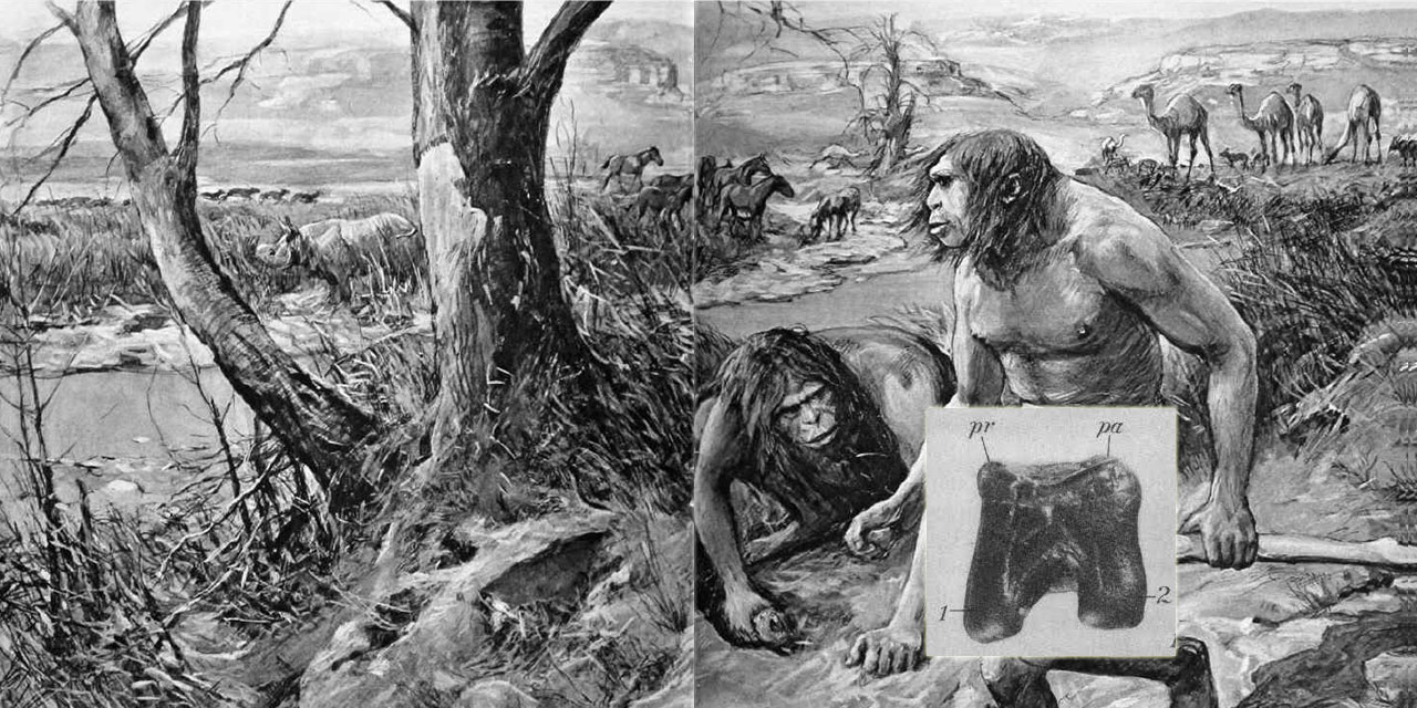 Utanmaz bilim adamlarının evrim masalı: Hesperopithekus Haroldcooki!