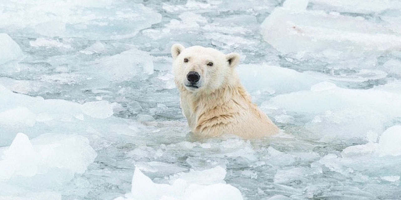 Subhanallah: Bu canlılar eksi 50 derecede nasıl olur da donmaz!