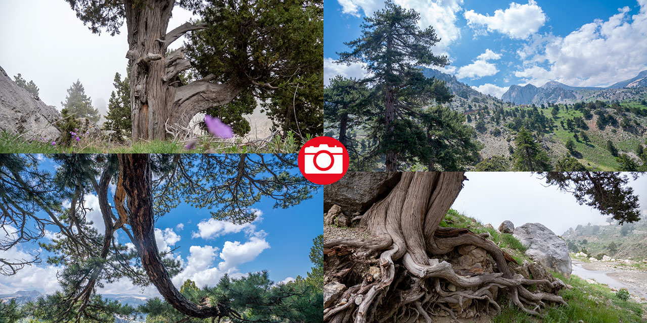 Beydağları'nın asırlık ağaçları