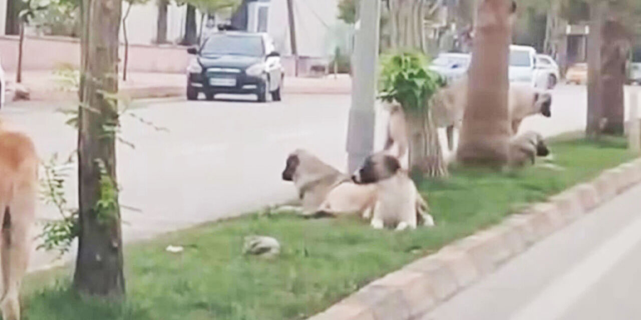 Hindistan'da inek, Türkiye'de köpek kutsal: Sokak köpekleri tehlike saçıyor!