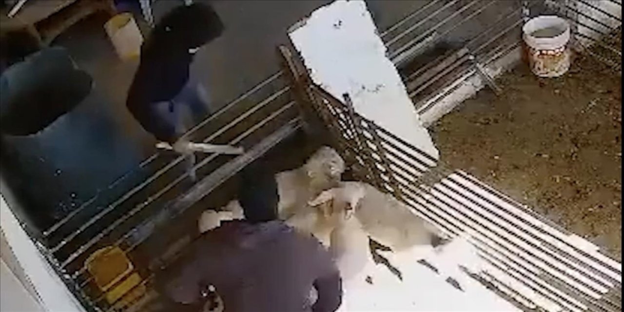 Kainat bunlardan nefret ediyor: Filistinlinin koyunlarına saldırdılar