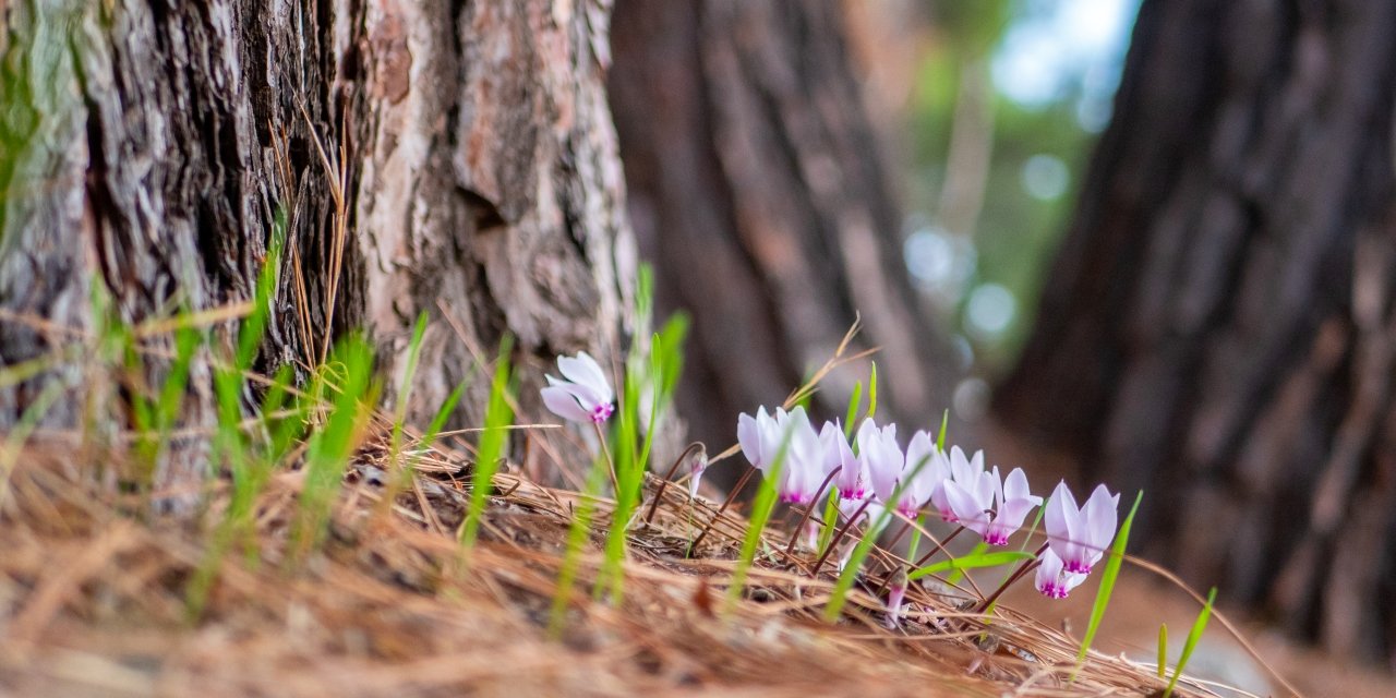 Kış çiçeği Antalya'da gülümsüyor