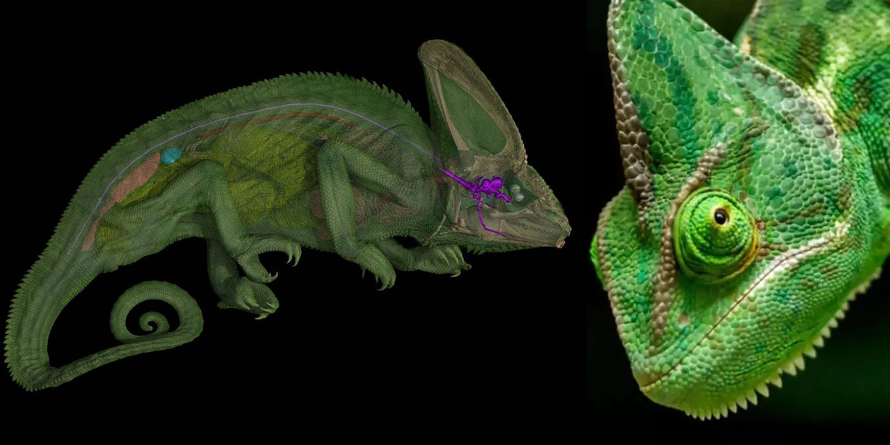 Yaratılış harikası bukalemunların gözlerinin sırrı çözüldü: Bilim adamları şaşkın