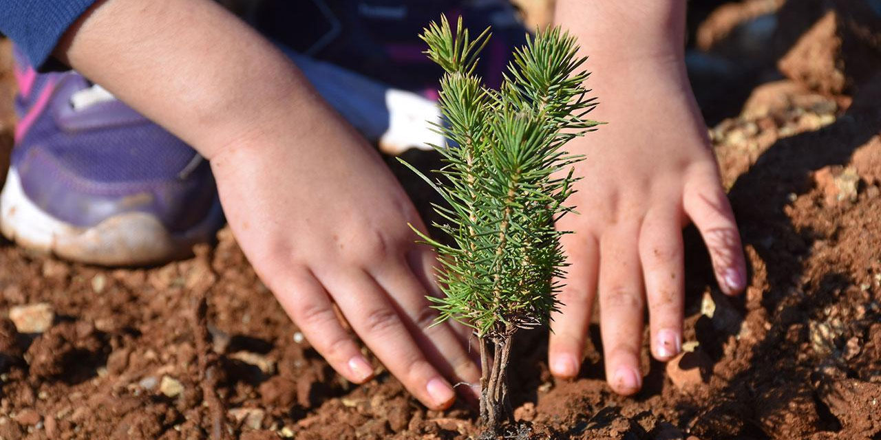 Milli Ağaçlandırma Günü'nde rekor: 14 milyon 914 bin fidan toprakla buluştu